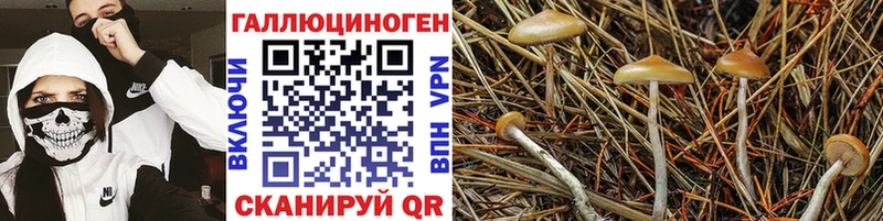Псилоцибиновые грибы Psilocybe  ссылка на мегу ссылка  Зеленоградск 